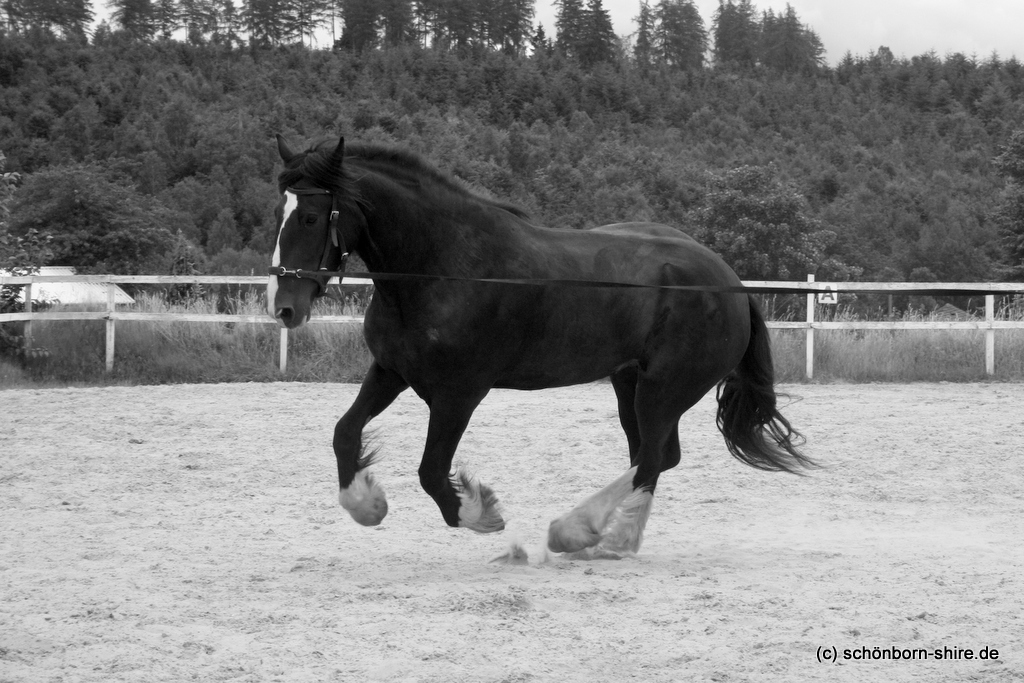 Shire Horse Stute Lilly